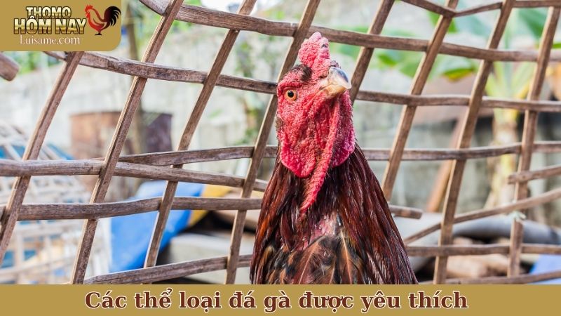 Các thể loại đá gà được yêu thích tại Thomo Hôm Nay