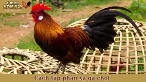 cách tập phản xạ gà chọi