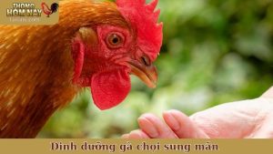 dinh dưỡng gà chọi sung mãn