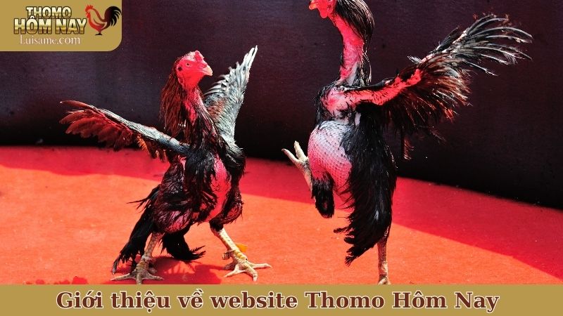 Giới thiệu về website Thomo Hôm Nay - Hình thành và phát triển