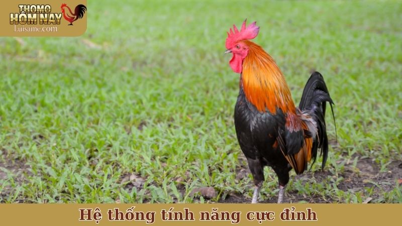 Hệ thống tính năng cực đỉnh của Thomo Hôm Nay