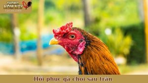 hồi phục gà chọi sau trận