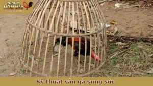 Kỹ thuật vần gà sung sức