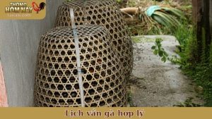 Lịch vần gà hợp lý