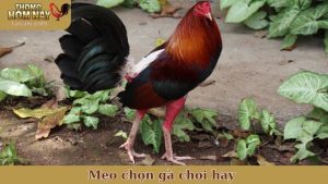 mẹo chọn gà chọi hay