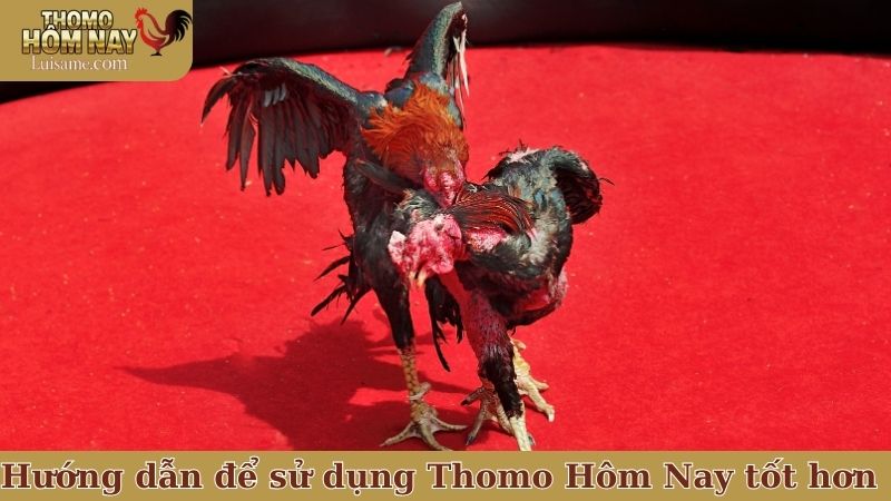 Một số hướng dẫn để sử dụng Thomo Hôm Nay tốt hơn
