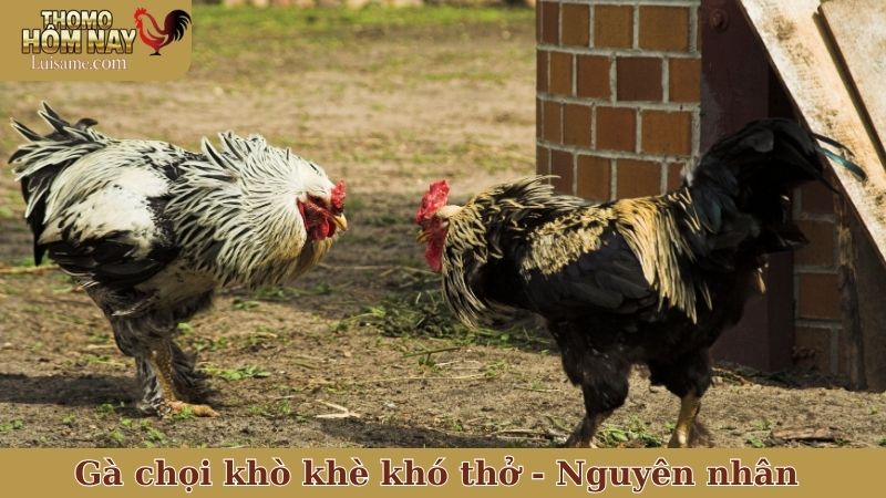 Điều trị gà chọi khò khè khó thở - Nguyên nhân chủ quan