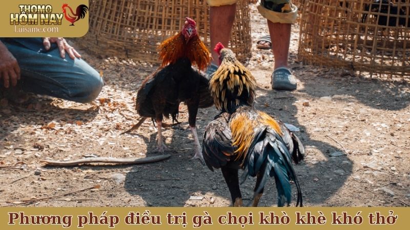 Một vài phương pháp hay để điều trị gà chọi khò khè khó thở