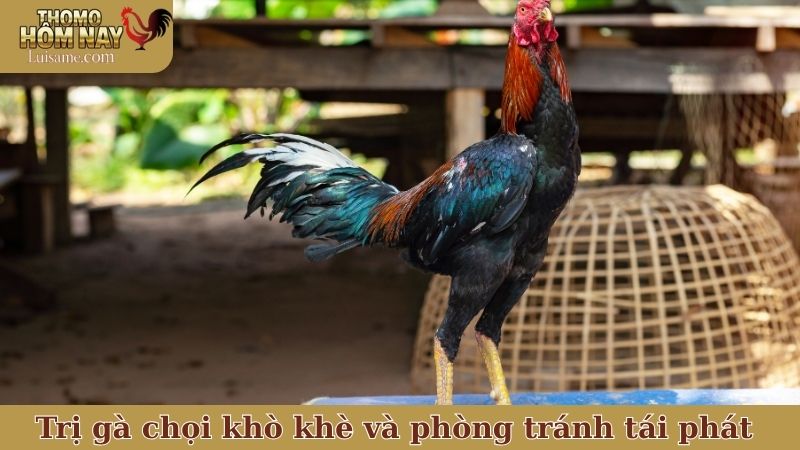Trị gà chọi khò khè khó thở và phương pháp phòng tránh tái phát