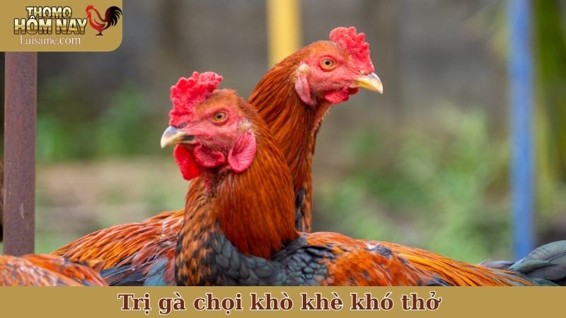 trị gà chọi khò khè khó thở