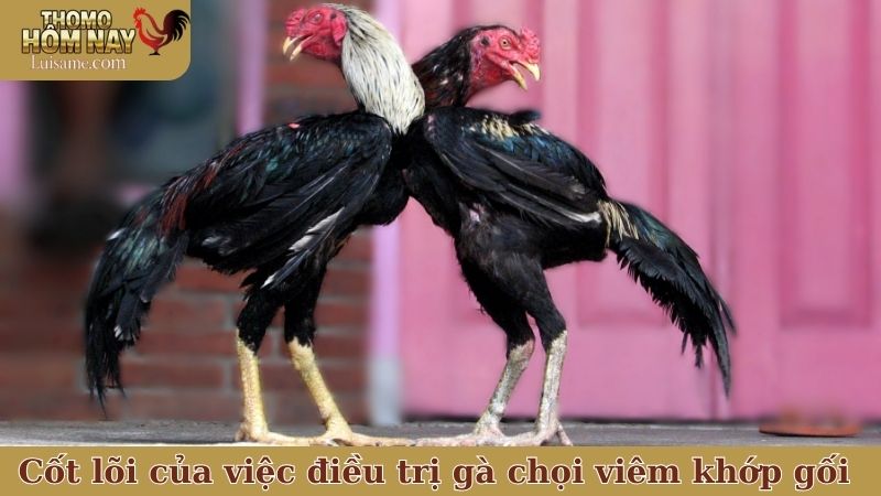 Trị gà chọi viêm khớp gối thế nào mới hiệu quả và an toàn? 5 Vấn đề cốt lõi của việc điều trị gà chọi viêm khớp gối