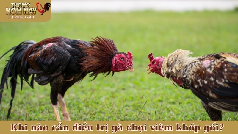 Trị gà chọi viêm khớp gối thế nào mới hiệu quả và an toàn? 6 Một vài dấu hiệu nhận biết khi nào cần can thiệp điều trị gà chọi viêm khớp gối
