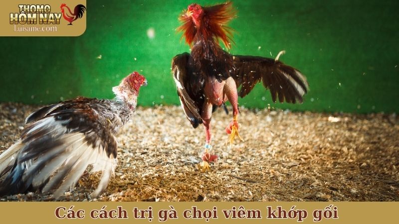 Trị gà chọi viêm khớp gối thế nào mới hiệu quả và an toàn? 7 Các cách trị gà chọi viêm khớp gối được sư kê sử dụng nhiều