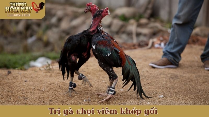 Trị gà chọi viêm khớp gối thế nào mới hiệu quả và an toàn? 4 trị gà chọi viêm khớp gối