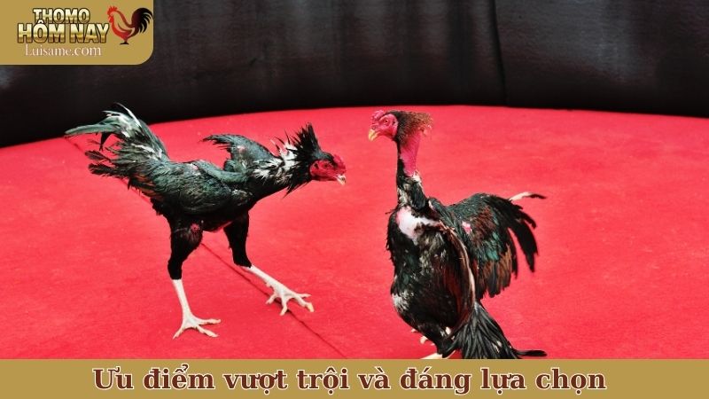 Ưu điểm vượt trội và đáng lựa chọn của Thomo Hôm Nay