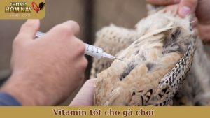Vitamin tốt cho gà chọi