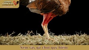 xem vảy gà chọi quý hiếm